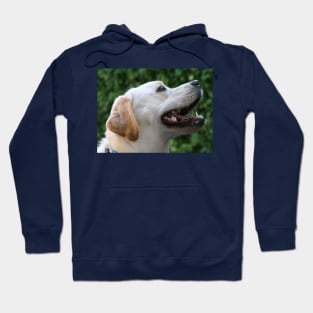 Yellow Lab Hoodie